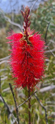 Pulitore per cilindri — Bild 4