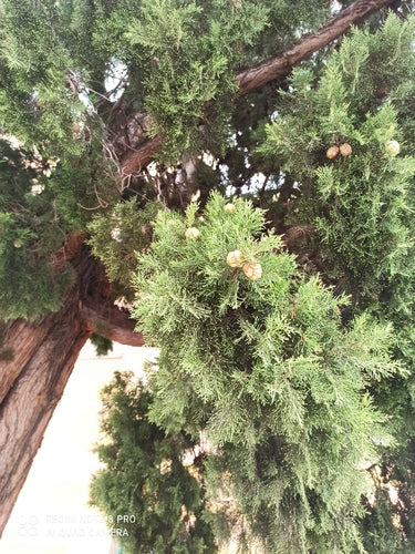 Cipressi — Bild 5