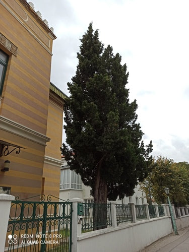 Cipressi — Bild 4