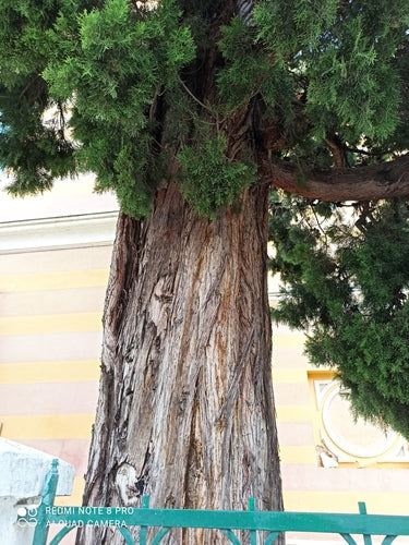 Cipressi — Bild 3